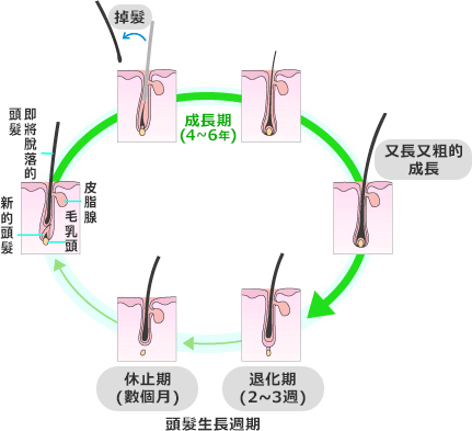 頭髮生長週期